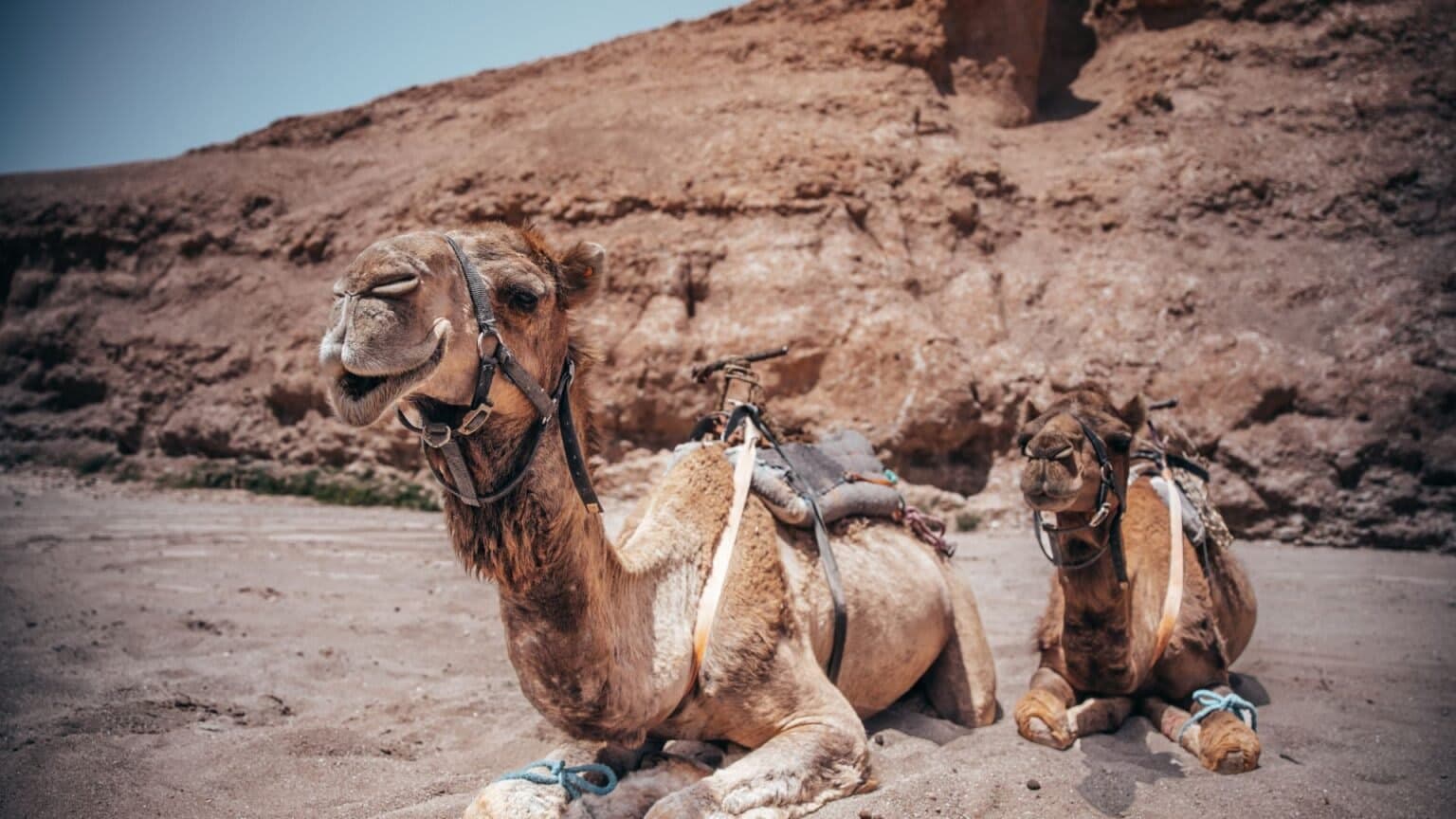 sahara7